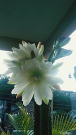 Low angle view of flower growing on plant