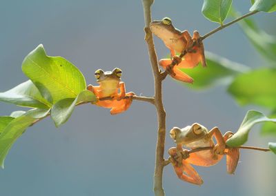 Close-up of red leaves on branch against sky