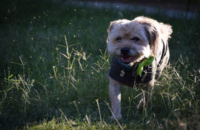 Dog standing on grassy field