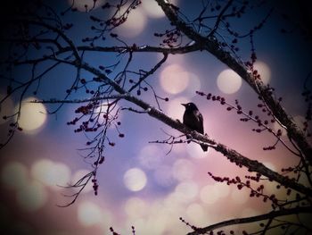 Low angle view of birds perching on tree during winter