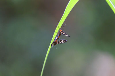Close-up of insect on plant