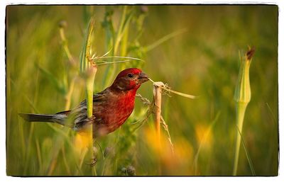 Close-up of bird perching on plant