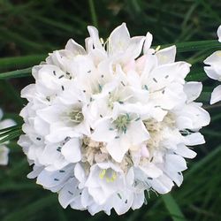 Close-up of white flowers