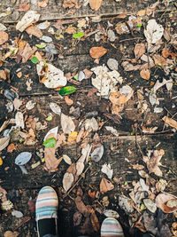 Low section of person standing by dry leaves on field