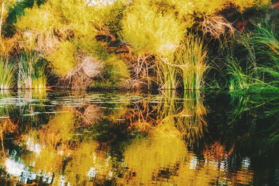 Reflection of trees in lake water