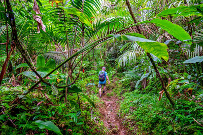 Rear view of man walking in forest