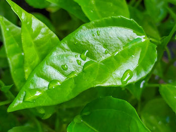 Close-up of raindrops on leaves