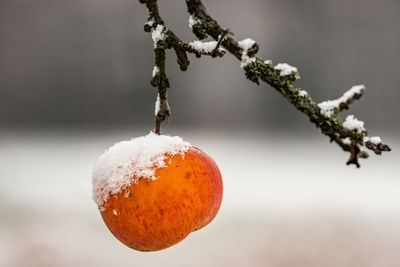 Close-up of frozen fruit tree