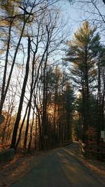 Road passing through trees