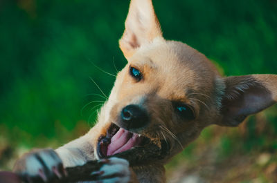 Close-up portrait of dog