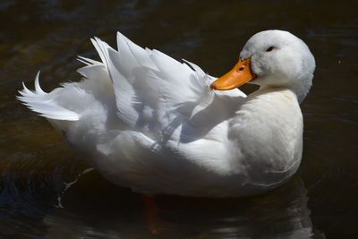 Close-up of swan swimming in lake