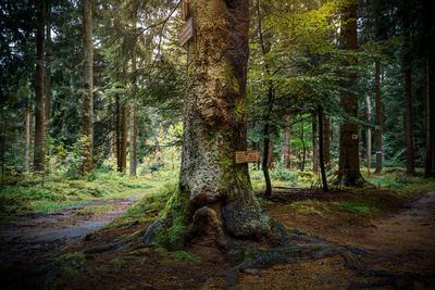 Pine trees in forest