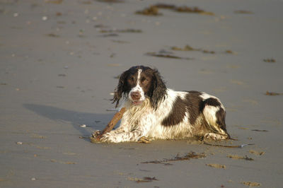 Portrait of dog on beach