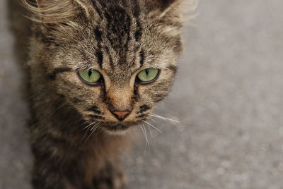 Close-up portrait of cat