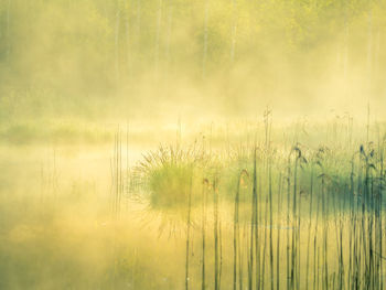 A beautiful spring sunrise mist over the flooded wetlands. warm spring scenery of swamp with grass.