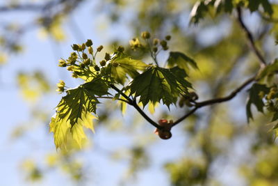 Low angle view of flowering plant