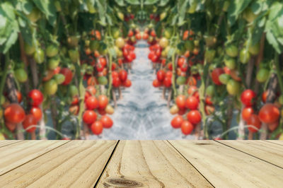 Close-up of plants growing on boardwalk