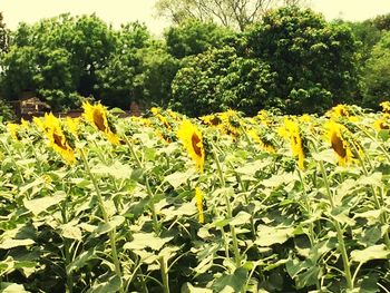 Yellow flowers blooming in field