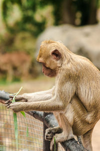 Crab-eating macaque sat on the fence, eating the grass.
