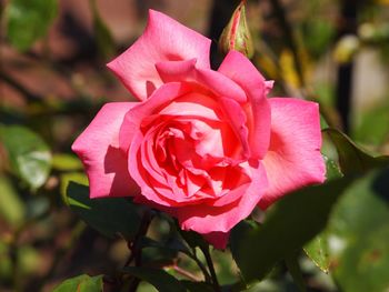 Close-up of pink rose blooming outdoors