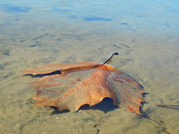 Trees in water