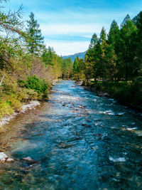 River amidst trees in forest against sky