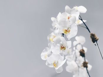 Close-up of white flowers on tree