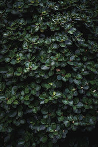 Full frame shot of plants
