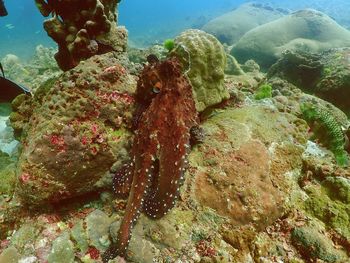 sea life
