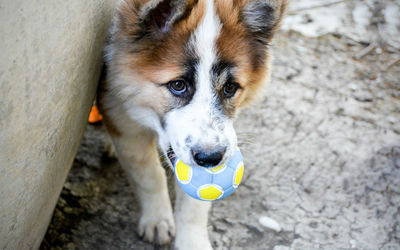 High angle view of dog