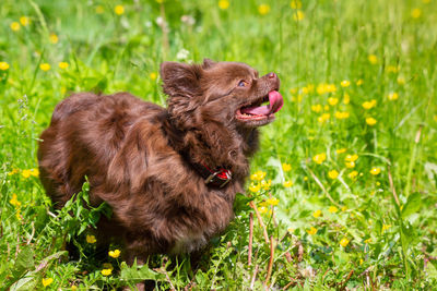 View of an animal on field