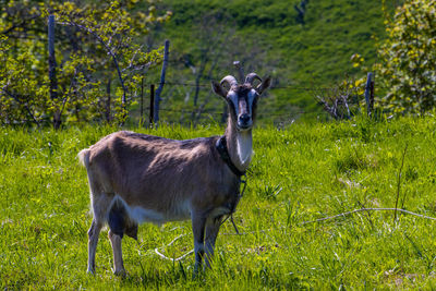 Horse standing in a field