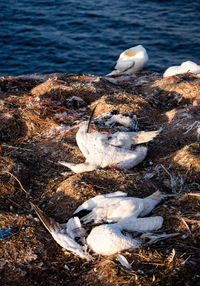 Close-up of birds