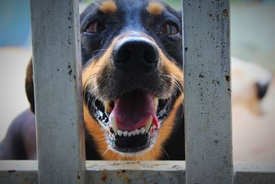 Close-up of dog