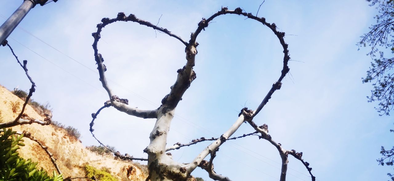 nature, branch, sky, flower, tree, leaf, no people, fence, plant, sunlight, outdoors, spring, wire, protection, twig, day, security, low angle view, grass, barbed wire