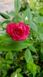 Close-up of red rose blooming outdoors