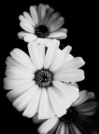 Close-up of flower over white background