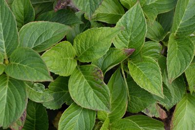 Full frame shot of green leaves