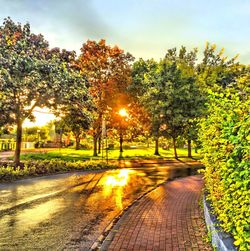 Sun shining through trees