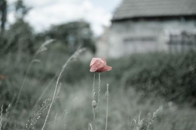 Close-up of pink flowers blooming in field