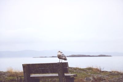 Bird perching on retaining wall by sea against sky