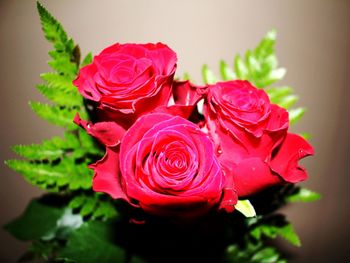 Close-up of pink roses blooming indoors