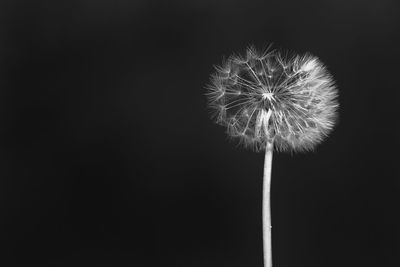 Close-up of dandelion against black background