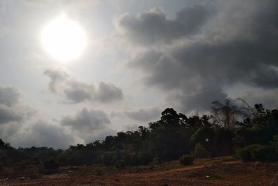 Trees on field against sky