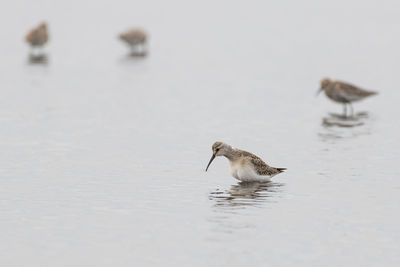 Bird swimming in lake