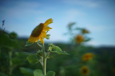 Close-up of yellow flowering plant against sky