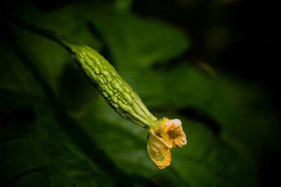 Close-up of leaves