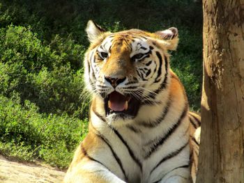 Close-up of tiger against trees