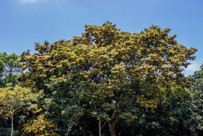 Low angle view of trees against blue sky