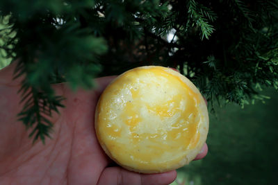 Close-up of hand holding apple and yellow christmas tree